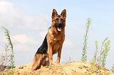 BERGER ALLEMAND 420